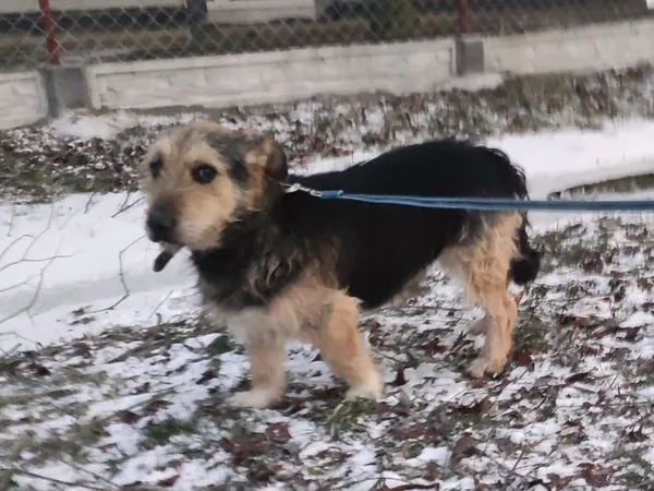 Pies do adopcji, Pawłowo, 10 stycznia 2024