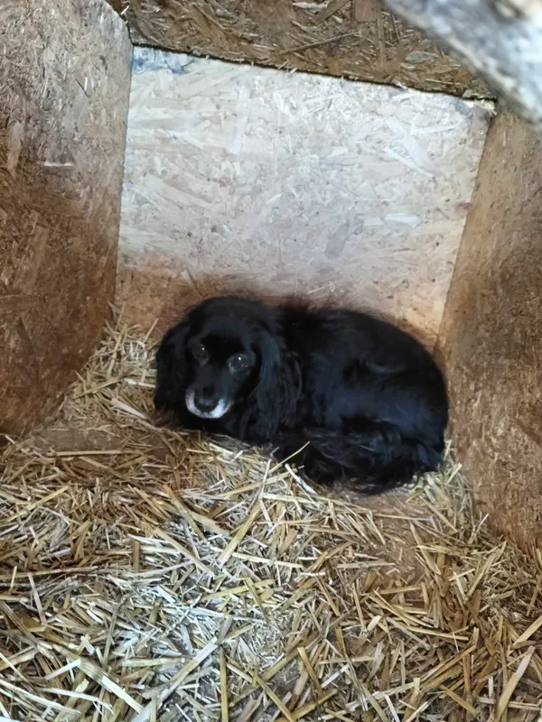 Pies do adopcji, Orzechowce, 10 stycznia 2024 (1/2)