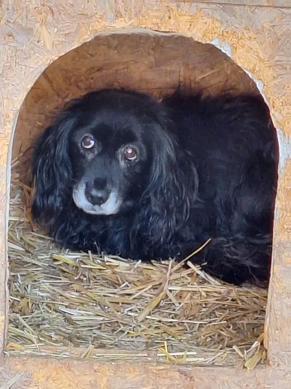 Pies do adopcji, Orzechowce, 10 stycznia 2024 (2/2)