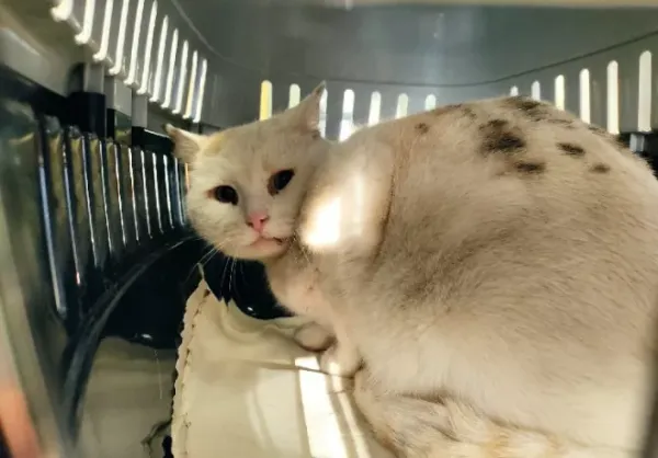 Znaleziono kota, Warszawa, 10 stycznia 2024