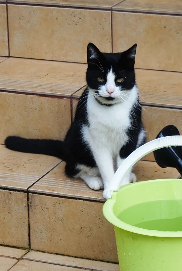 Zaginął kot, Łódź, 10 stycznia 2024