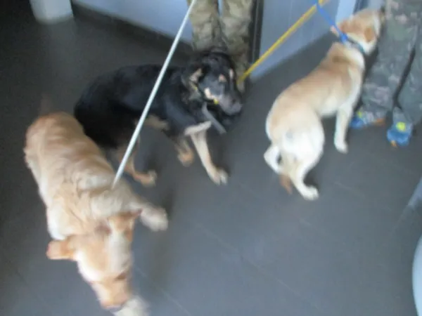 Znaleziono psa, Bydgoszcz, 9 stycznia 2024