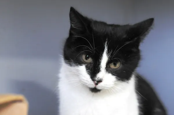 Kot do adopcji, Olsztyn, 3 listopada 2023 (1/4)