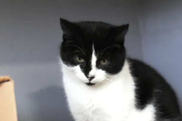 Kot do adopcji, Olsztyn, 3 listopada 2023 (3/4)