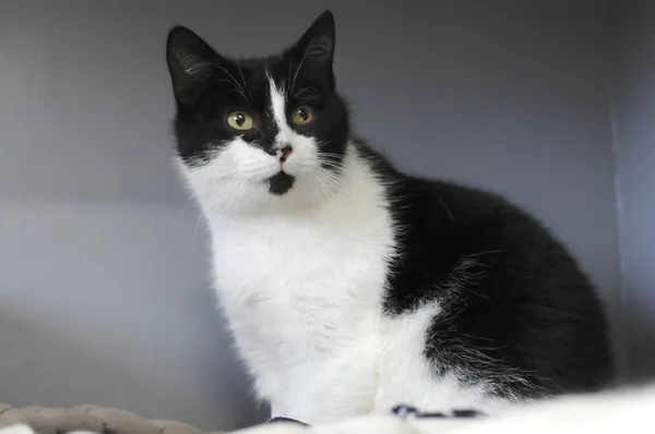 Kot do adopcji, Olsztyn, 3 listopada 2023 (4/4)