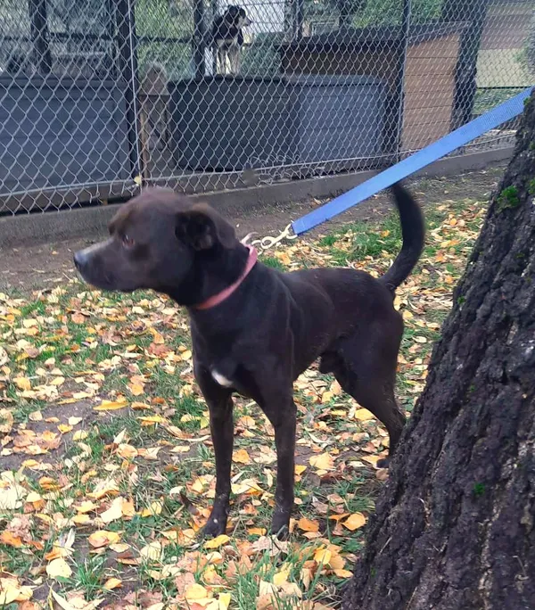 Pies do adopcji, Pawłowo, 11 stycznia 2024 (2/2)