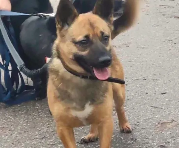 Pies do adopcji, Pawłowo, 11 stycznia 2024 (1/2)