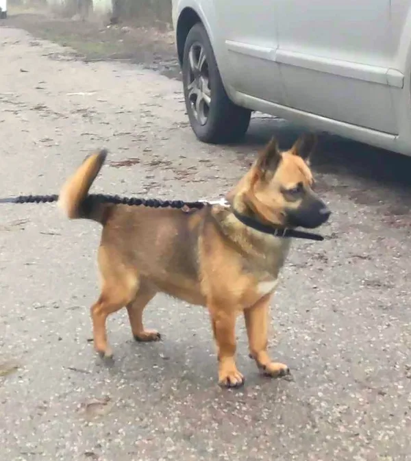 Pies do adopcji, Pawłowo, 11 stycznia 2024 (2/2)