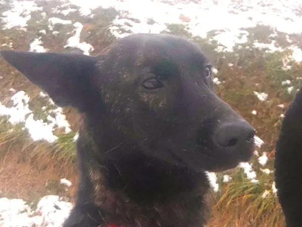 Pies do adopcji, Pawłowo, 11 stycznia 2024 (1/2)