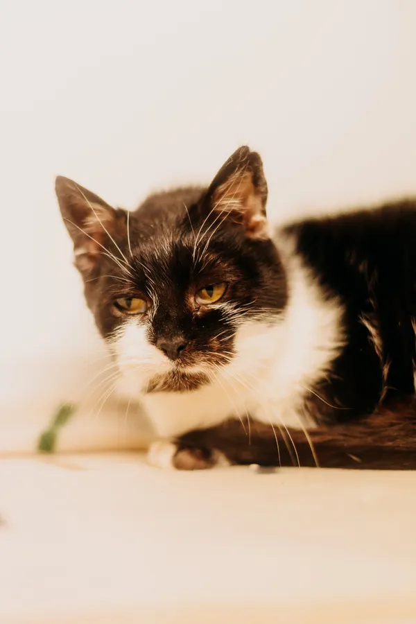 Kot do adopcji, Czartki, 11 stycznia 2024 (4/4)