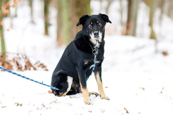 Pies do adopcji, Elbląg, 9 stycznia 2024 (5/5)