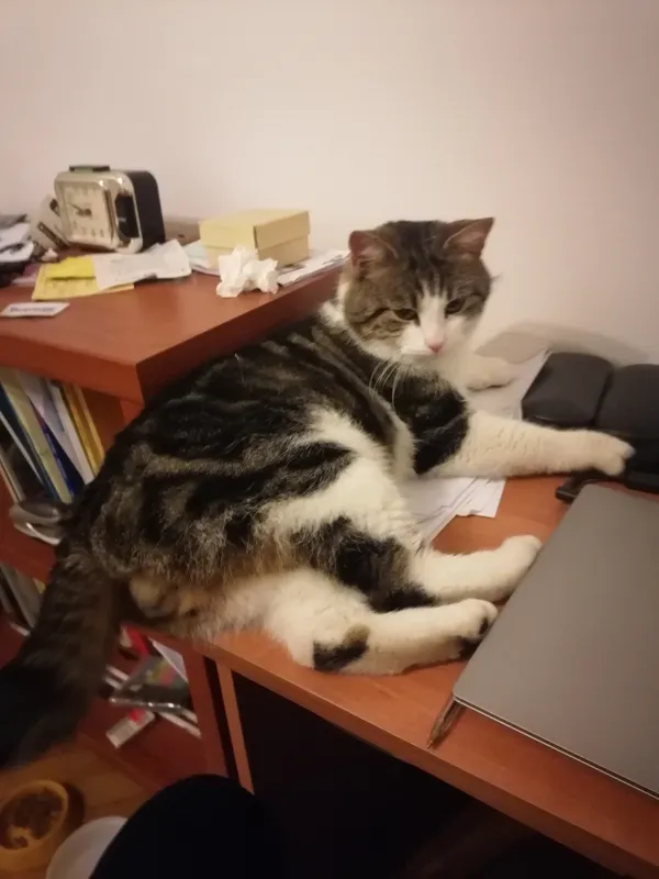 Oddam kota, Warszawa, Międzylesie, 12 stycznia 2024 (2/4)