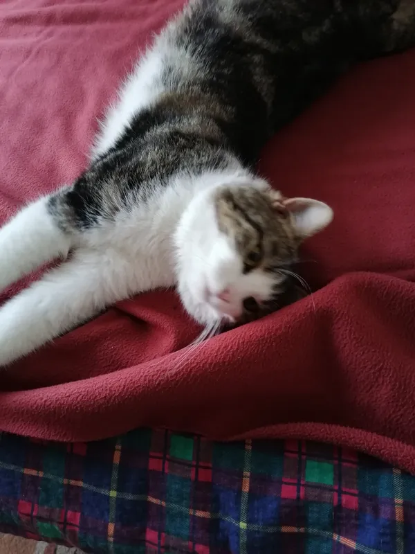 Oddam kota, Warszawa, Międzylesie, 12 stycznia 2024 (3/4)