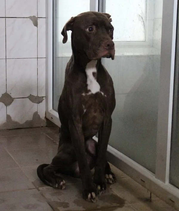 Znaleziono psa, Łódź, 11 stycznia 2024 (3/4)