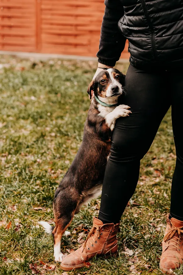 Pies do adopcji, Czartki, 12 stycznia 2024 (2/5)