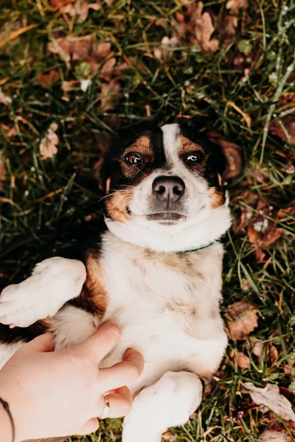 Pies do adopcji, Czartki, 12 stycznia 2024 (4/5)