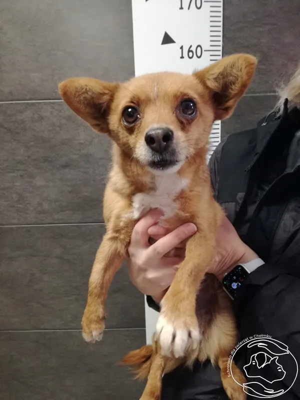 Znaleziono psa, Chełmek, 11 stycznia 2024