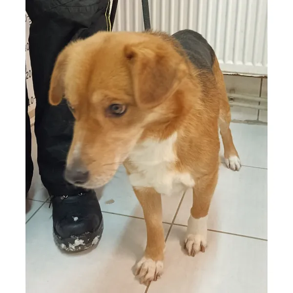 Znaleziono psa, Białystok, 13 stycznia 2024