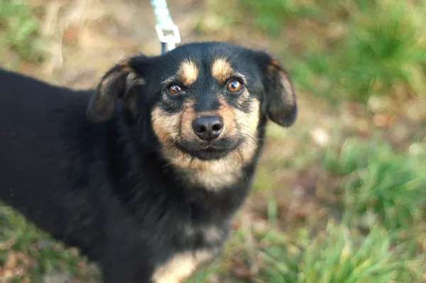 Pies do adopcji, Nowodwór, 13 stycznia 2024 (4/5)