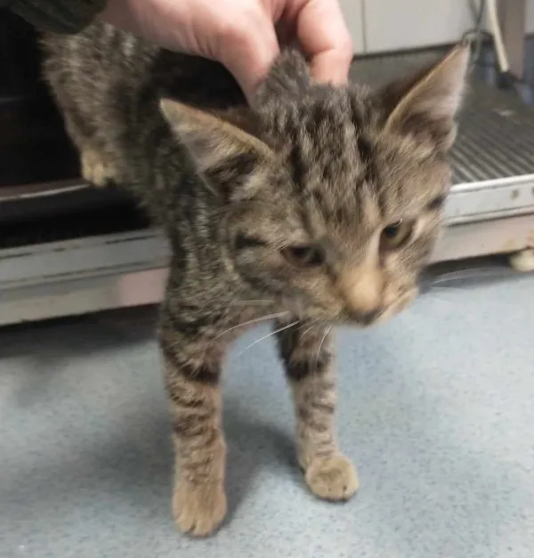 Znaleziono kota, Lublin, 30 grudnia 2023