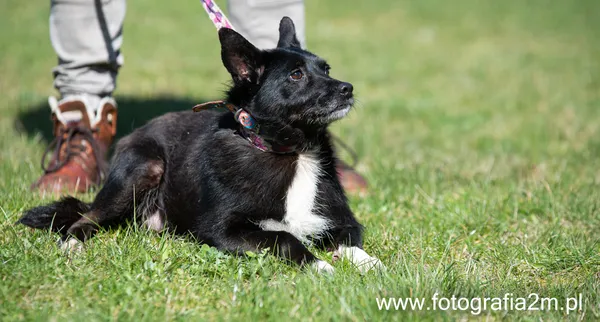 Znaleziono psa, Lublin, 14 stycznia 2024