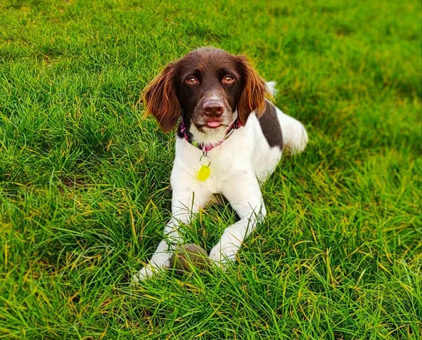 Zaginął pies, Szczucin, 15 stycznia 2024 (1/2)