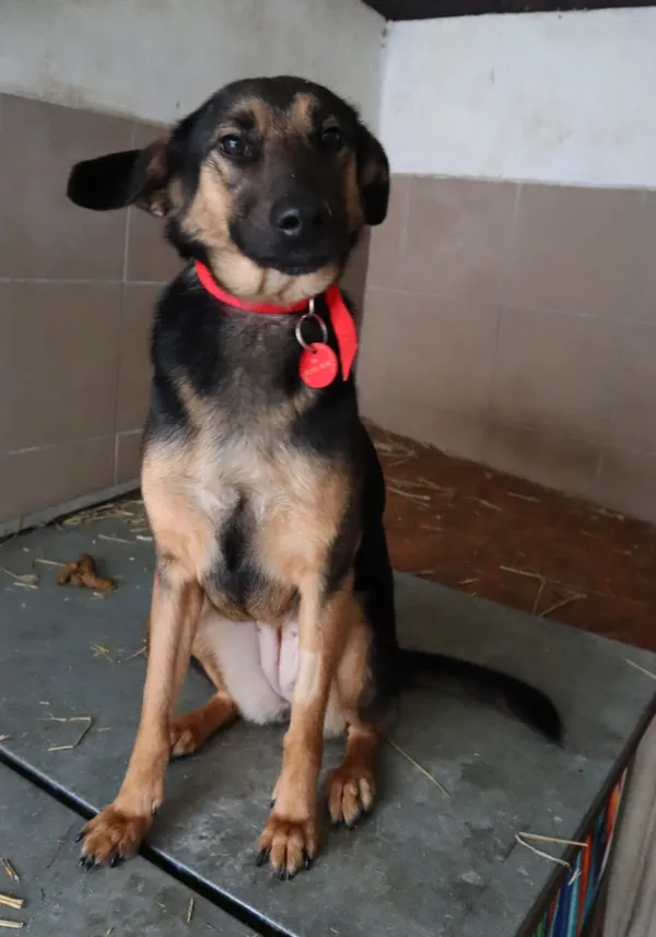 Pies do adopcji, Częstochowa, 19 października 2023 (2/2)