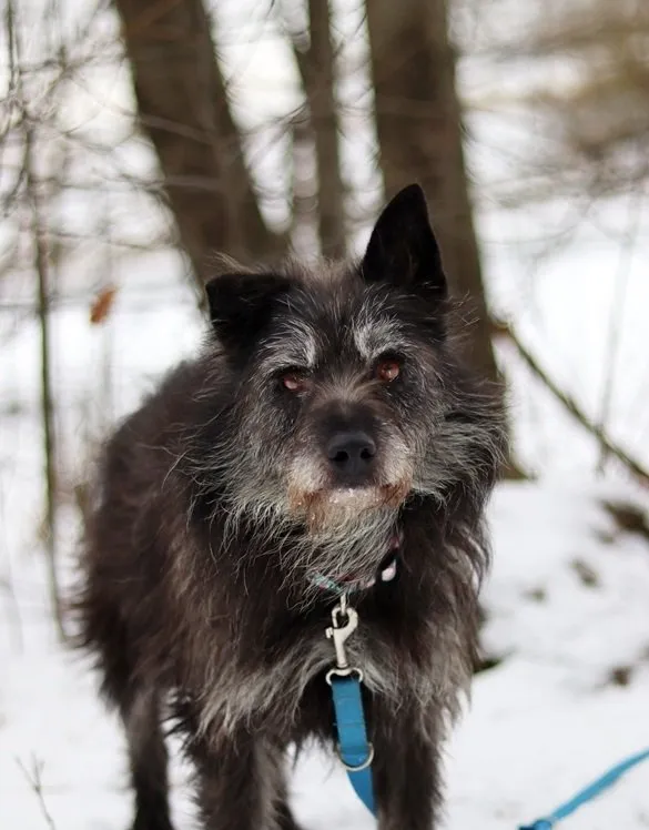 Pies do adopcji, Dłużyna Górna, 15 stycznia 2024 (1/5)