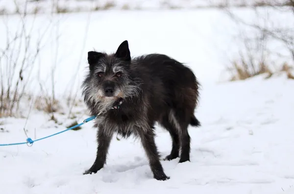 Pies do adopcji, Dłużyna Górna, 15 stycznia 2024 (2/5)