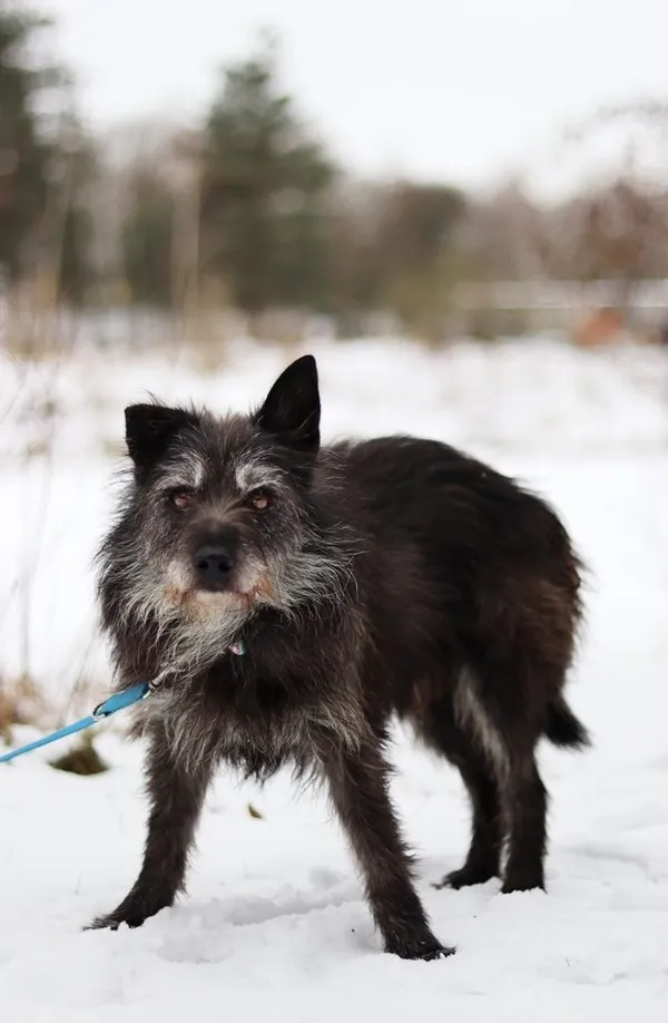 Pies do adopcji, Dłużyna Górna, 15 stycznia 2024 (3/5)