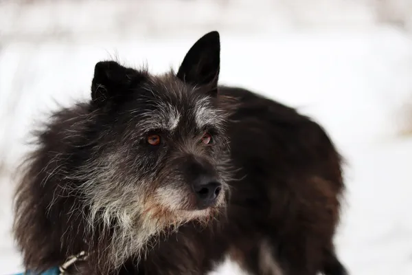 Pies do adopcji, Dłużyna Górna, 15 stycznia 2024 (4/5)