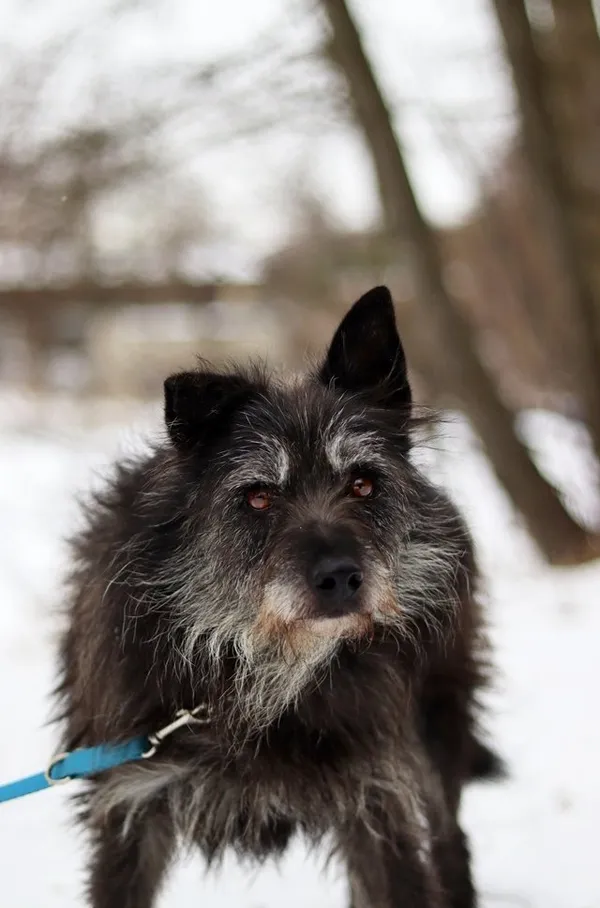 Pies do adopcji, Dłużyna Górna, 15 stycznia 2024 (5/5)