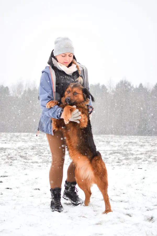 Pies do adopcji, Radom, 14 stycznia 2024 (2/5)