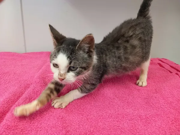 Kot do adopcji, Henrykowo, 15 stycznia 2024 (4/4)