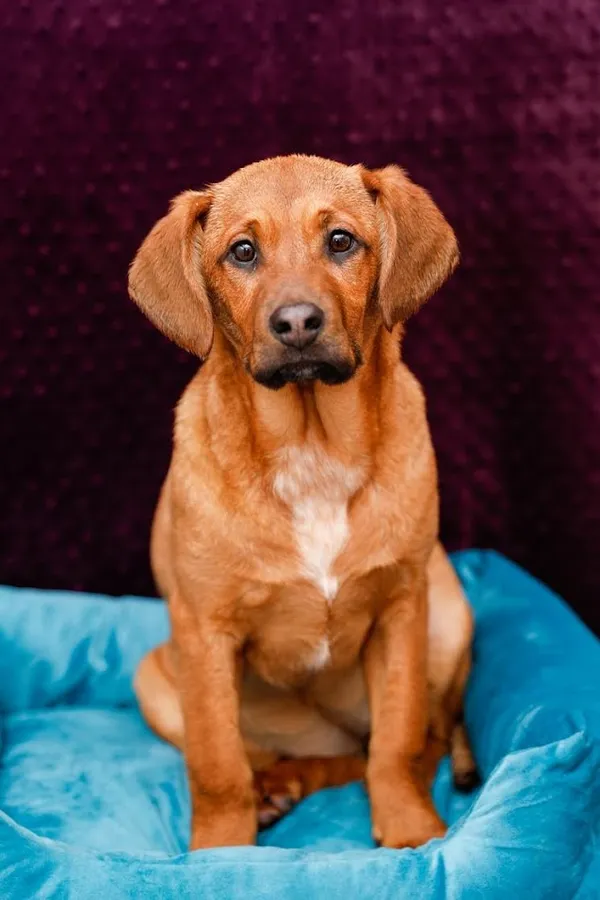 Pies do adopcji, Elbląg, 14 stycznia 2024 (1/2)