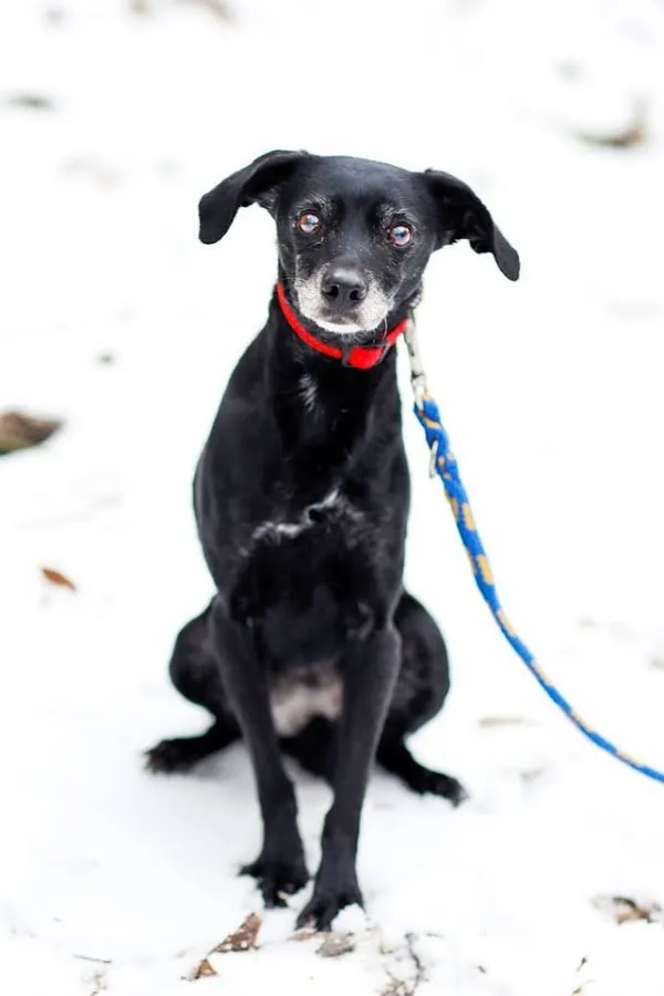 Pies do adopcji, Elbląg, 10 stycznia 2024 (1/5)