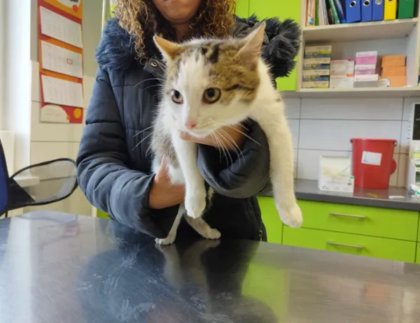 Znaleziono kota, Świdnica, 16 stycznia 2024