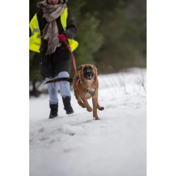 Znaleziono psa, Białystok, 28 grudnia 2023 (2/5)