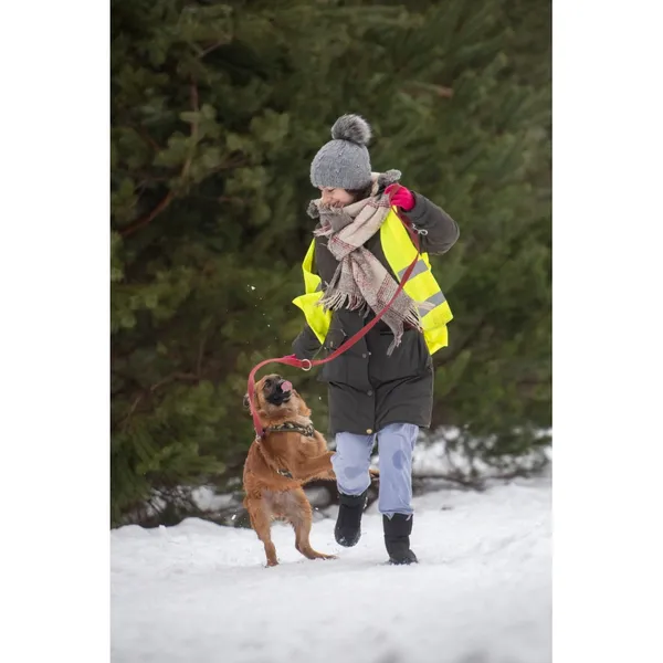 Znaleziono psa, Białystok, 28 grudnia 2023 (3/5)