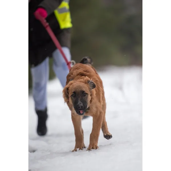 Znaleziono psa, Białystok, 28 grudnia 2023 (5/5)