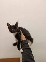 Znaleziono kota, Grudziądz, 16 stycznia 2024