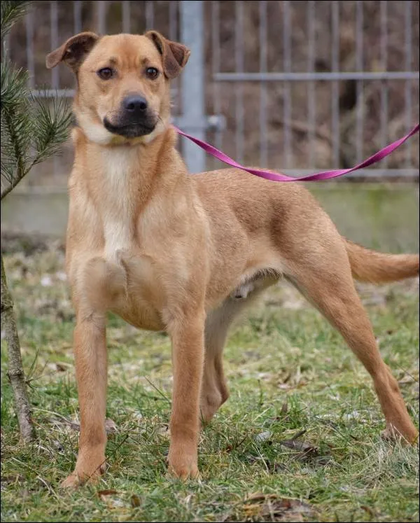 Znaleziono psa, Grudziądz, 29 sierpnia 2023