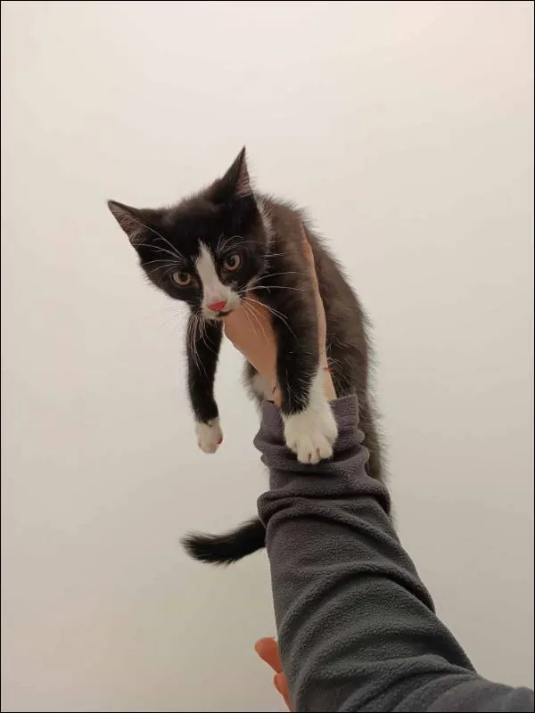 Znaleziono kota, Grudziądz, 16 stycznia 2024