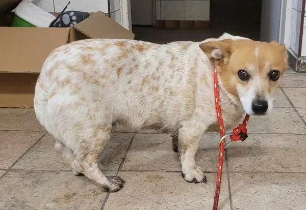 Znaleziono psa, Toruń, 14 stycznia 2024