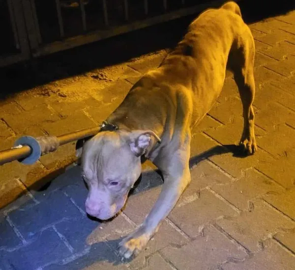 Znaleziono psa, Toruń, 14 stycznia 2024