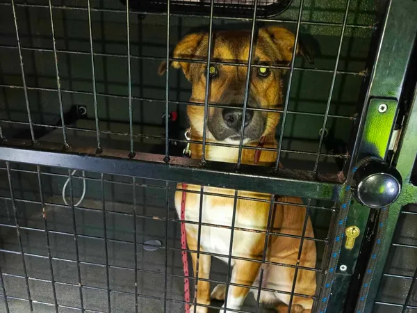 Znaleziono psa, Bydgoszcz, 12 stycznia 2024