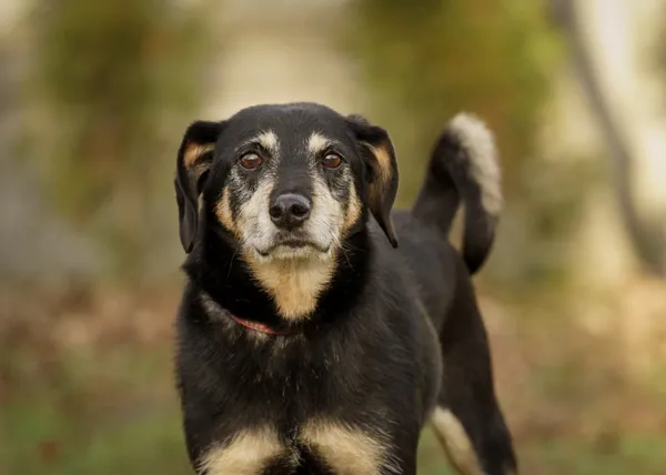 Pies do adopcji, Bełchatów, 18 października 2023 (1/5)