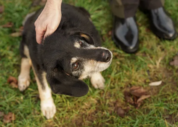 Pies do adopcji, Bełchatów, 18 października 2023 (3/5)