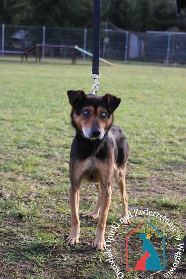 Pies do adopcji, Węgrowo, 27 grudnia 2023 (1/5)