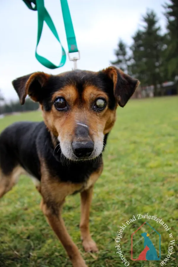 Pies do adopcji, Węgrowo, 27 grudnia 2023 (3/5)